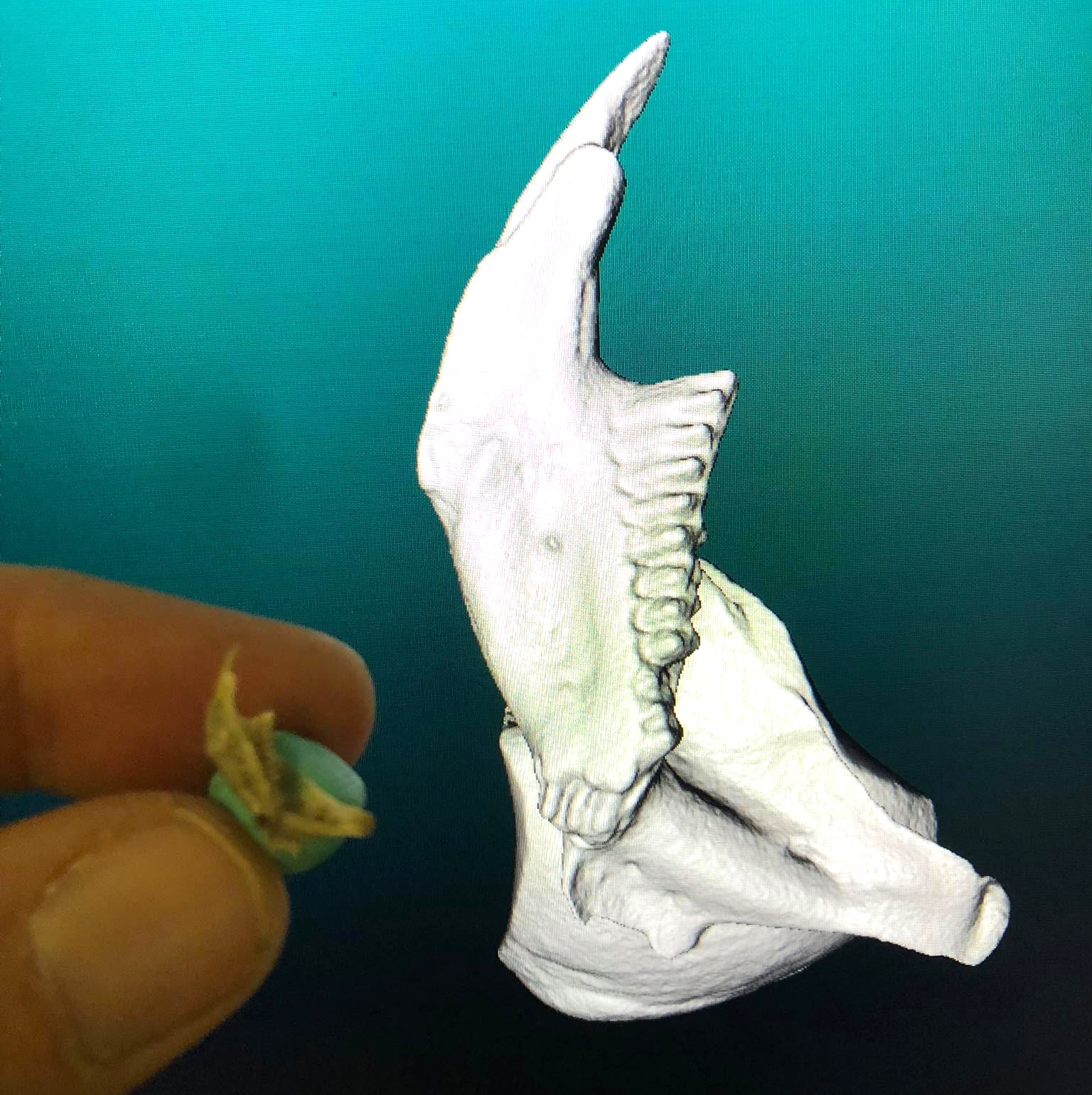 scan 3d d'un os de très petite taille avec un scanner 3d micro volume